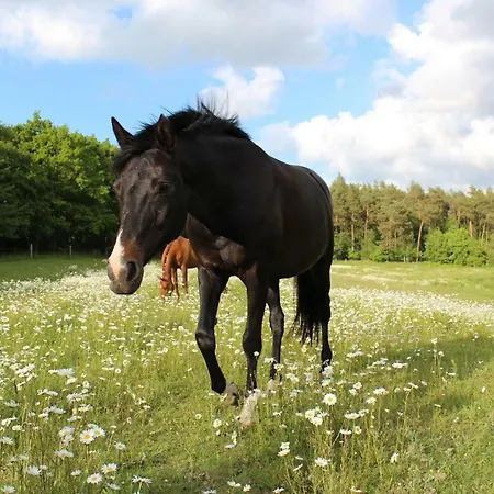 Reitanlage Bei Altefaehr Rambin